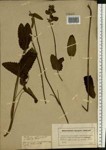 Betonica officinalis subsp. officinalis, Восточная Европа, Московская область и Москва (E4a) (Россия)