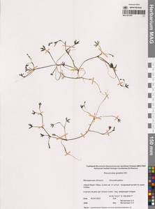 Лютик Гмелина DC., Сибирь, Чукотка и Камчатка (S7) (Россия)