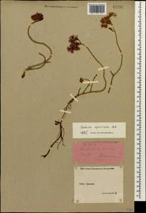 Phedimus spurius subsp. spurius, Кавказ, Ставропольский край, Карачаево-Черкесия, Кабардино-Балкария (K1b) (Россия)