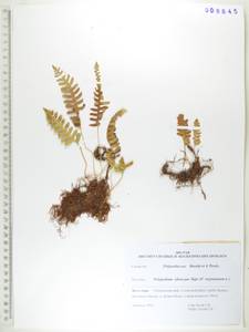 Многоножка сибирская Sipliv., Сибирь, Дальний Восток (S6) (Россия)