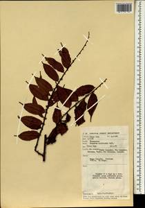 Ziziphus havilandii Ridl., Зарубежная Азия (ASIA) (Малайзия)
