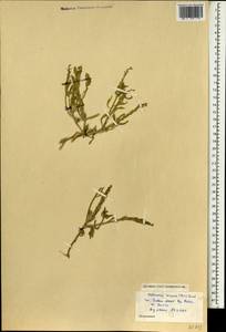 Notoceras bicorne (Aiton) Amo, Зарубежная Азия (ASIA) (Израиль)