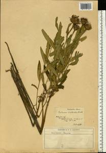 Centaurea glastifolia subsp. glastifolia, Восточная Европа, Южно-Украинский район (E12) (Украина)