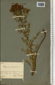 Зверобой продырявленный L., Восточная Европа, Московская область и Москва (E4a) (Россия)