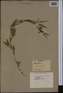 Lathyrus tingitanus L., Западная Европа (EUR) (Франция)