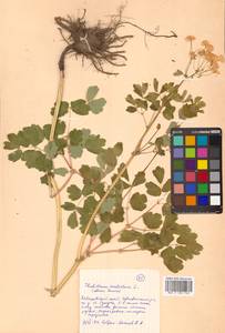 Thalictrum aquilegiifolium subsp. aquilegiifolium, Сибирь, Дальний Восток (S6) (Россия)