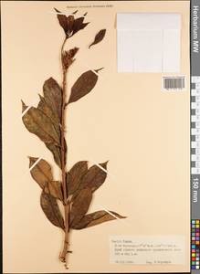 Magnoliopsida, Австралия и Океания (AUSTR) (Французская Полинезия)