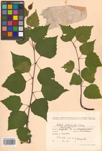 Betula pendula subsp. mandshurica (Regel) Ashburner & McAll., Сибирь, Дальний Восток (S6) (Россия)