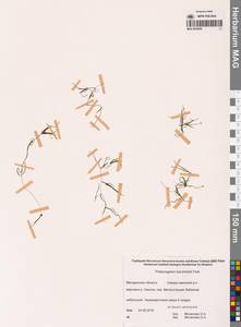 Рдест Берхтольда Fieber, Сибирь, Чукотка и Камчатка (S7) (Россия)