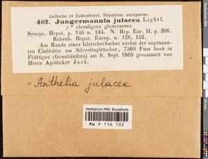 Anthelia julacea (L.) Dumort., Гербарий мохообразных, Мхи - Западная Европа (BEu) (Швейцария)