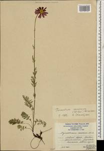 Пижма ярко-красная, Кавказ, Южная Осетия (K4b) (Южная Осетия)