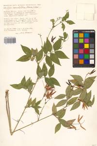 Горошек разветвленный (Maxim.) Ohwi, Сибирь, Дальний Восток (S6) (Россия)