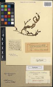 Salicornia indica Willd., Не определено