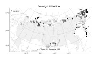 Koenigia islandica, Кенигия исландская L., Атлас флоры России (FLORUS) (Россия)