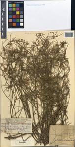 Chondrilla cyanorostris, Средняя Азия и Казахстан, Муюнкумы, Прибалхашье и Бетпак-Дала (M9) (Казахстан)