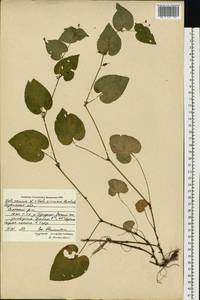 Viola ×kiliensis E. H. L. Krause, Восточная Европа, Центральный район (E4) (Россия)