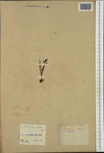 Chamorchis alpina (L.) Rich., Западная Европа (EUR)