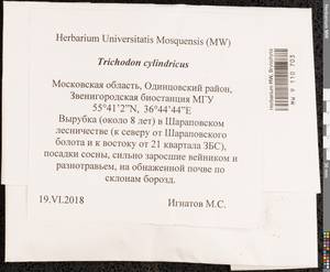 Trichodon cylindricus (Hedw.) Schimp., Гербарий мохообразных, Мхи - Москва и Московская область (B6a) (Россия)