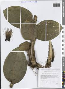 Чемерица Лобеля Bernh., Сибирь, Якутия (S5) (Россия)