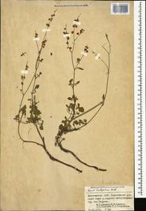 Щавель щитковидный L., Кавказ, Дагестан (K2) (Россия)