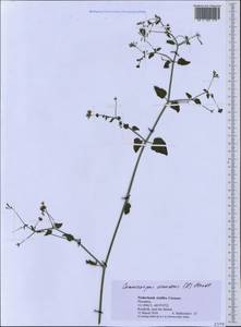 Commicarpus scandens (L.) Standl., Америка (AMER) (Кюрасао)