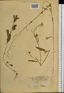 Капуста сизая, Сарептская горчица (L.) Czern., Сибирь, Алтай и Саяны (S2) (Россия)