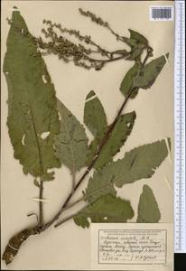 Verbascum chaixii subsp. orientale (M. Bieb.) Hayek, Средняя Азия и Казахстан, Джунгарский Алатау и Тарбагатай (M5) (Казахстан)