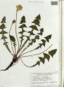 Одуванчик лекарственный Weber ex F. H. Wigg., Восточная Европа, Белоруссия (E3a) (Белоруссия)