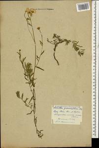 Тысячелистник чихотниколистный (Willd.) Rupr. ex Heimerl, Кавказ, Грузия (K4) (Грузия)