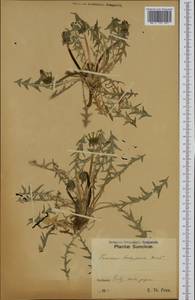Taraxacum brachyglossum (Dahlst.) Dahlst., Западная Европа (EUR) (Швеция)