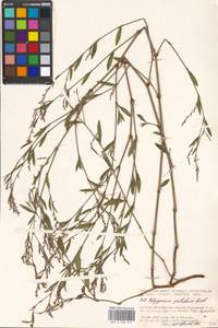 Спорыш отклоненный, Горец отклоненный M.Bieb., Восточная Европа, Московская область и Москва (E4a) (Россия)