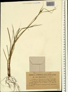 Carex phyllostachys C.A.Mey., Кавказ, Грузия (K4) (Грузия)