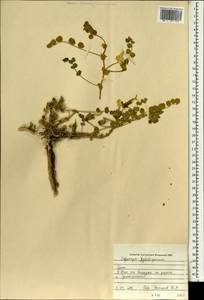 Chesneya rytidosperma Jaub. & Spach, Зарубежная Азия (ASIA) (Ирак)