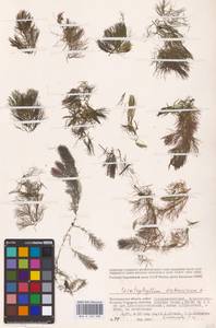 Роголистник светло-зеленый L., Восточная Европа, Нижневолжский район (E9) (Россия)