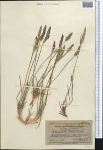 Calamagrostis holciformis Jaub. & Spach, Средняя Азия и Казахстан, Памир и Памиро-Алай (M2) (Киргизия)
