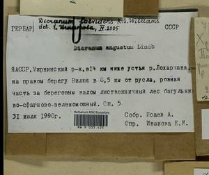Dicranum laevidens R.S. Williams, Гербарий мохообразных, Мхи - Якутия (B19) (Россия)