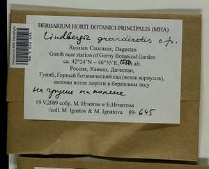 Lindbergia grandiretis (Lindb. ex Broth.) Ignatov & Ignatova, Гербарий мохообразных, Мхи - Северный Кавказ и Предкавказье (B12) (Россия)