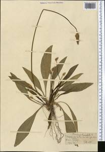 Подорожник ланцетный, Подорожник ланцетолистный L., Средняя Азия и Казахстан, Каракумы (M6) (Туркмения)