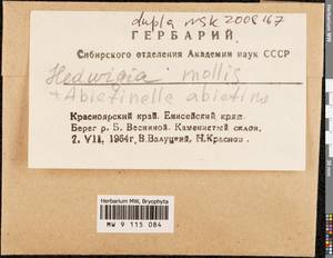 Hedwigia mollis Ignatova, Ignatov & Fedosov, Гербарий мохообразных, Мхи - Красноярский край, Тыва и Хакасия (B17) (Россия)
