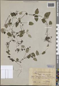 Trigonotis radicans subsp. sericea (Maxim.) Riedl, Сибирь, Дальний Восток (S6) (Россия)