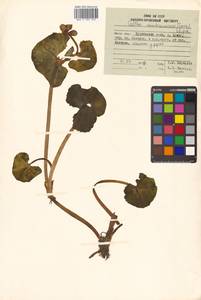 Caltha palustris var. minor (Mill.) DC., Сибирь, Дальний Восток (S6) (Россия)