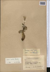 Pseudopodospermum ovatum (Trautv.) Zaika, Sukhor. & N. Kilian, Средняя Азия и Казахстан, Каракумы (M6) (Туркмения)