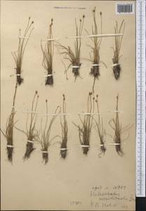 Болотница патицветковая (Hartmann) O.Schwarz, Средняя Азия и Казахстан, Западный Тянь-Шань и Каратау (M3) (Казахстан)