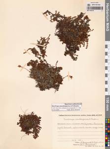 Камнеломка аянская (Sipliv.) Vorosch., Сибирь, Чукотка и Камчатка (S7) (Россия)