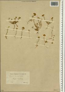 Alyssum aureum (Fenzl) Boiss., Зарубежная Азия (ASIA) (Сирия)