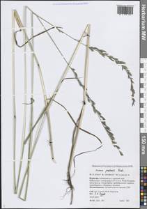 Lolium pratense (Huds.) Darbysh., Сибирь, Прибайкалье и Забайкалье (S4) (Россия)