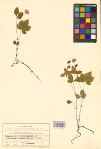 Малина арктическая, Княженика, Поленика L., Восточная Европа, Восточный район (E10) (Россия)