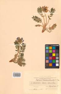 Остролодочник притупленный Matsum., Сибирь, Дальний Восток (S6) (Россия)