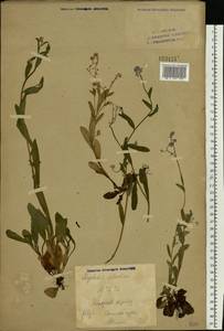 Незабудка лесная Ehrh. ex Hoffm., Восточная Европа, Восточный район (E10) (Россия)