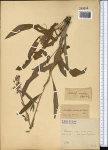 Lindelofia anchusoides subsp. anchusoides, Средняя Азия и Казахстан, Сырдарьинские пустыни и Кызылкумы (M7) (Узбекистан)